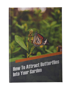 How To Attract Butterflies Into Your Garden